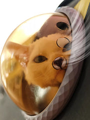 Charming bubble window pet carrier with amber tint and cat inside